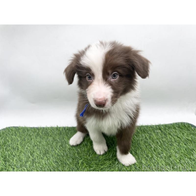 成約済の愛知県のボーダーコリー-437327の2枚目