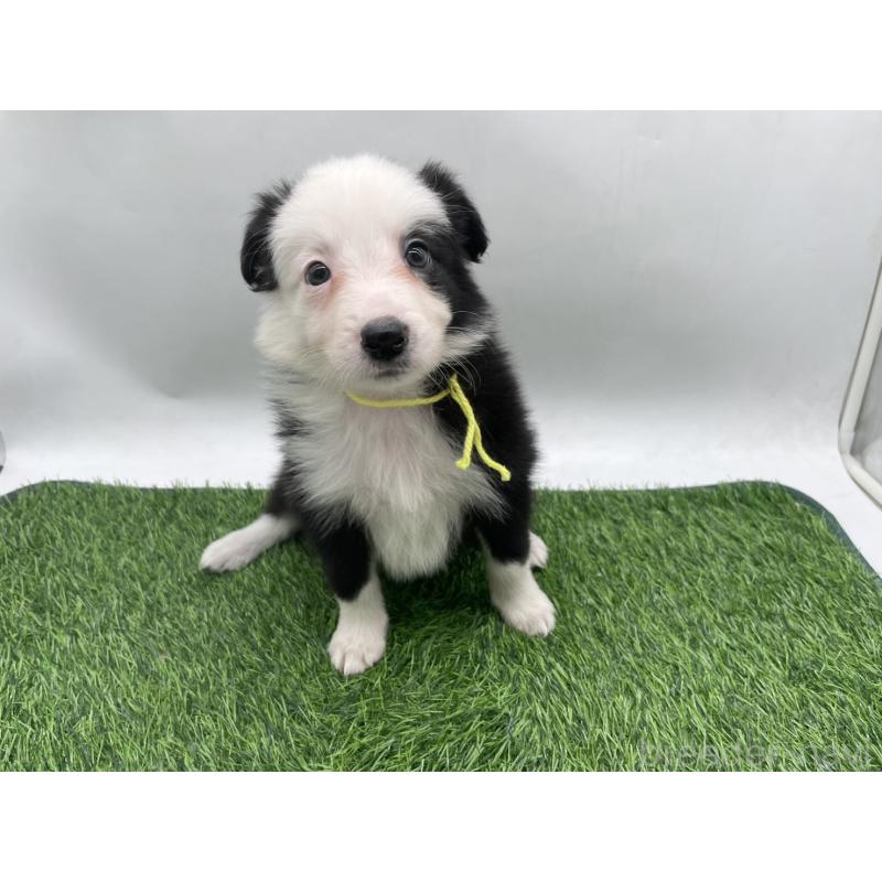 成約済の愛知県のボーダーコリー-437330の5枚目