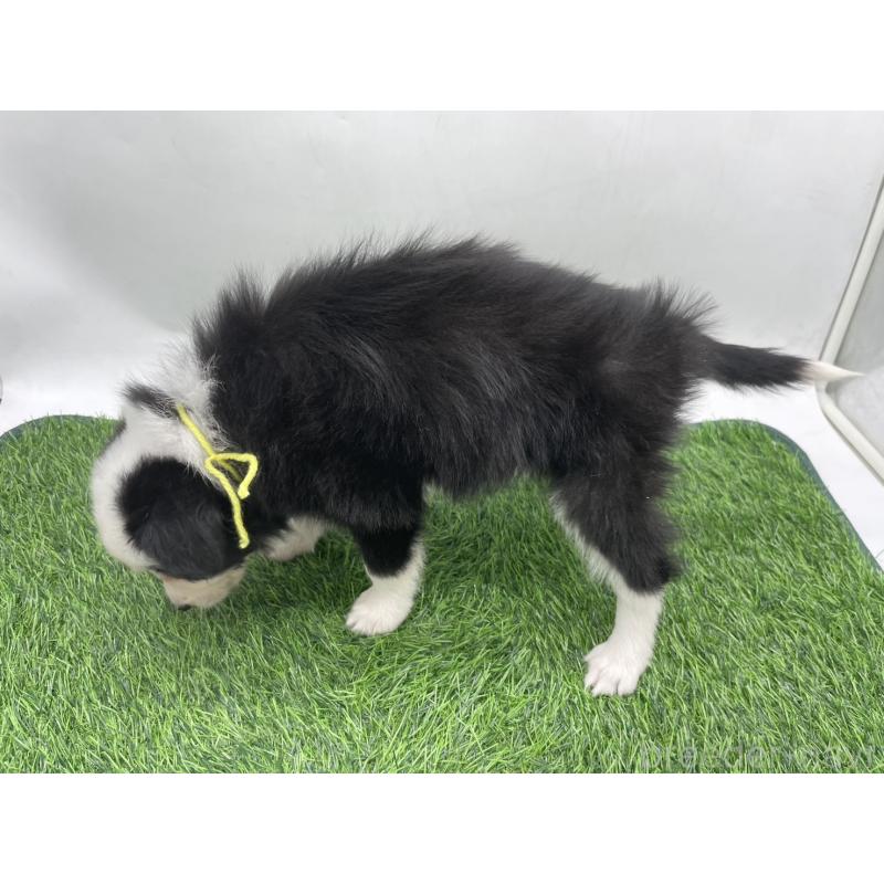 成約済の愛知県のボーダーコリー-437330の3枚目