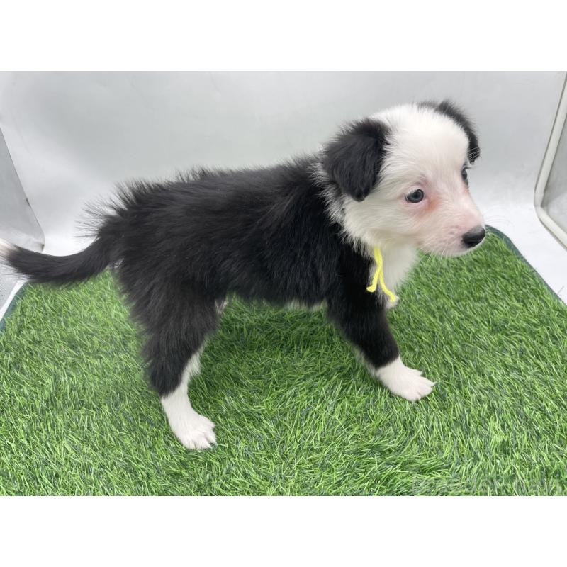 成約済の愛知県のボーダーコリー-437330の2枚目