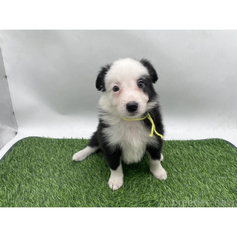 販売中の愛知県のボーダーコリー-437330