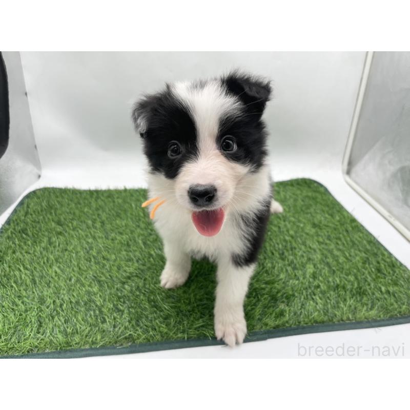 成約済の愛知県のボーダーコリー-437329の5枚目