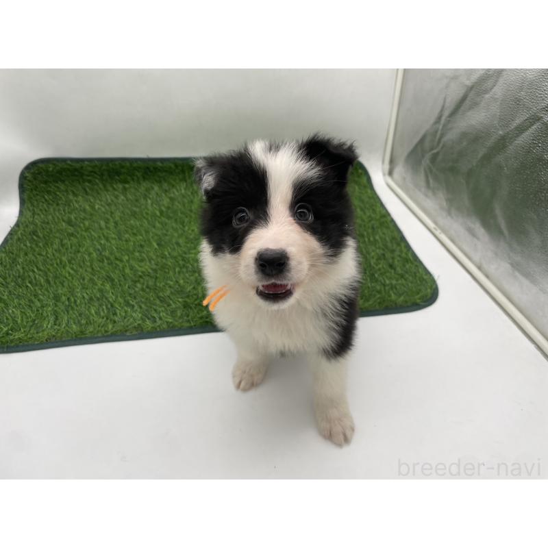 販売中の愛知県のボーダーコリー-437329