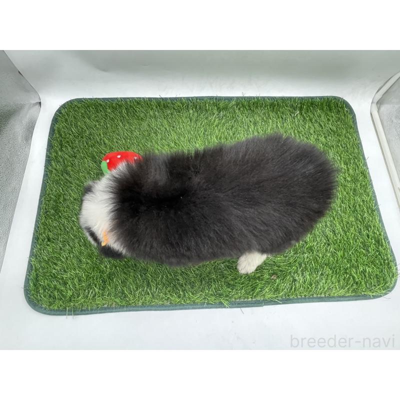 成約済の愛知県のボーダーコリー-437329の4枚目