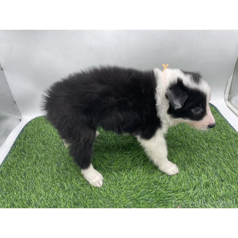 成約済の愛知県のボーダーコリー-437329の3枚目