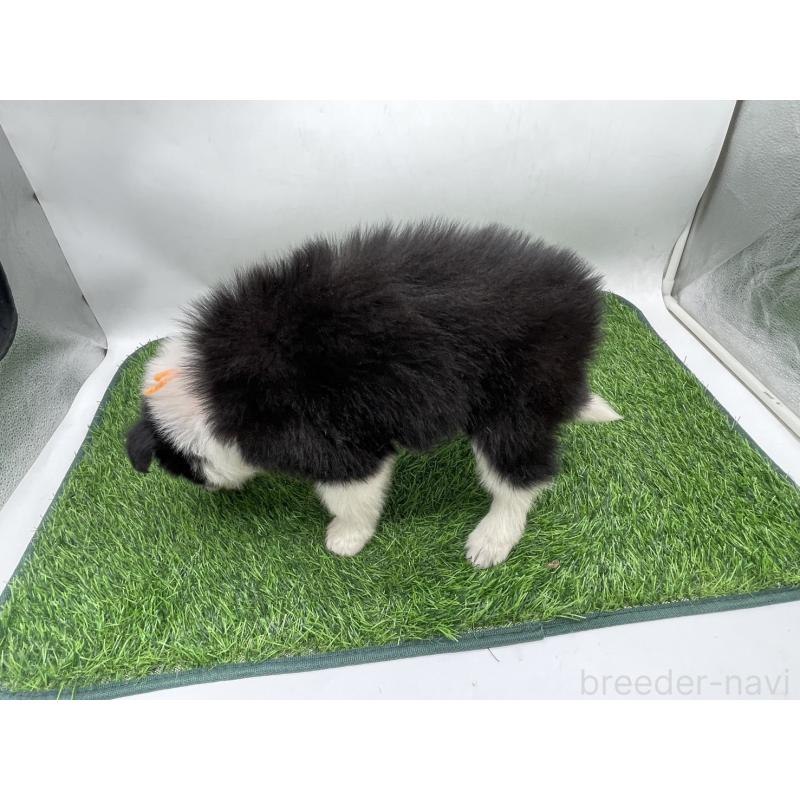 成約済の愛知県のボーダーコリー-437329の2枚目