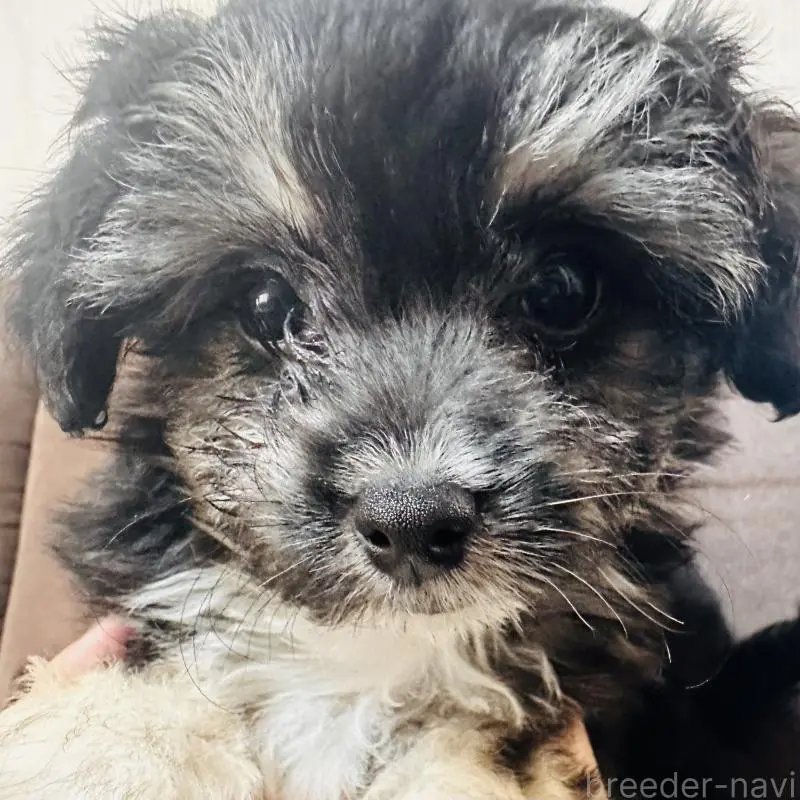 販売中の沖縄県のチワプー:チワワ×トイプードル-441681の1枚目