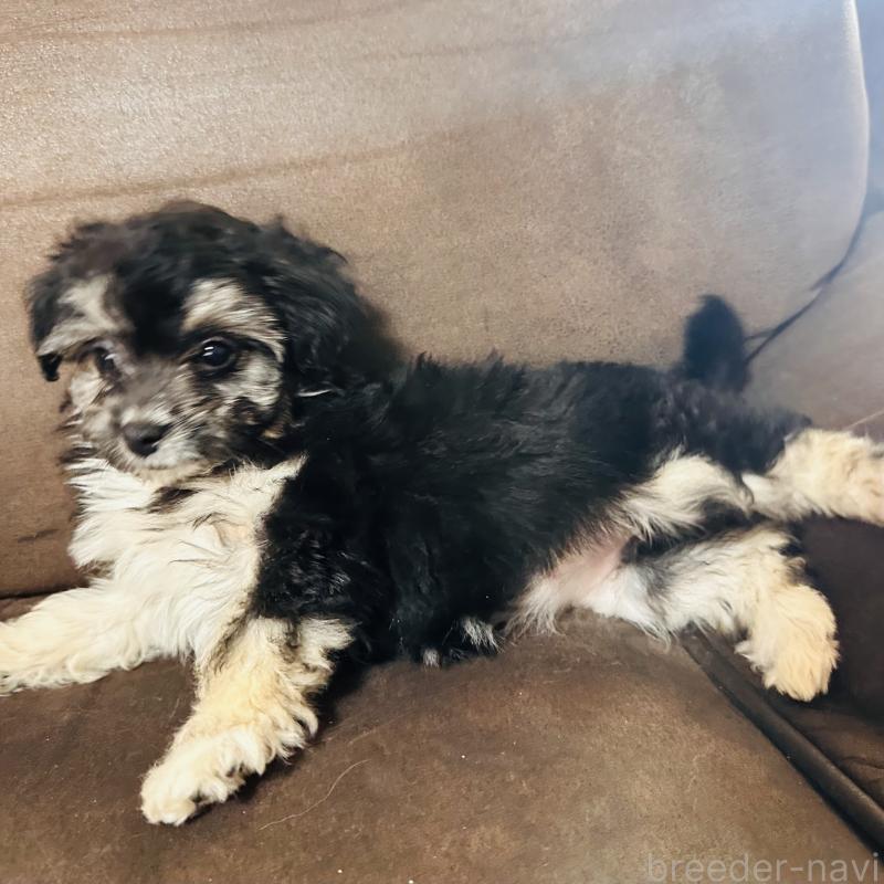 販売中の沖縄県のチワプー:チワワ×トイプードル-441681の6枚目