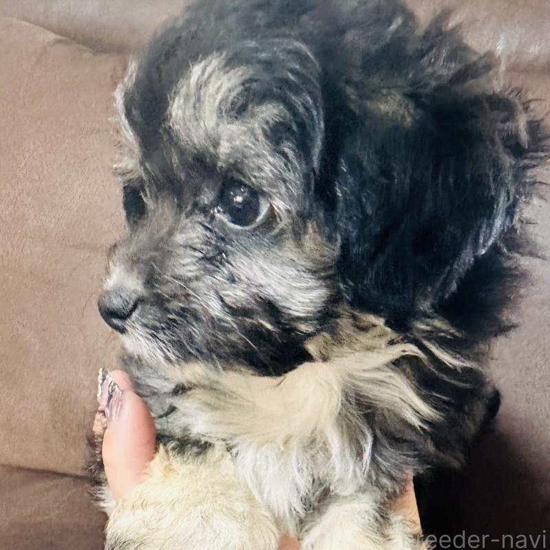 販売中の沖縄県のチワプー:チワワ×トイプードル-441681の5枚目