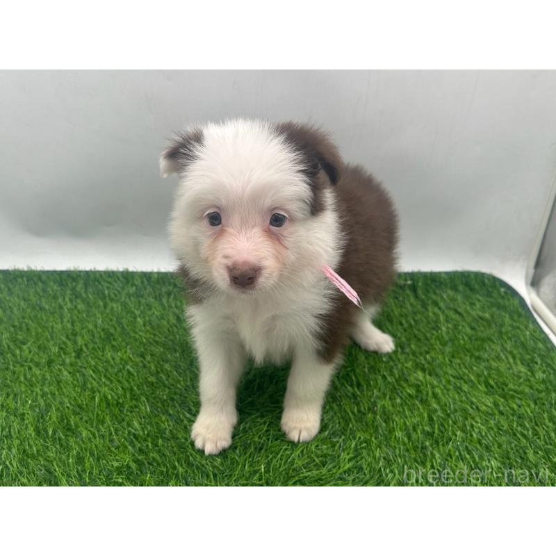 販売中の愛知県のボーダーコリー-437325