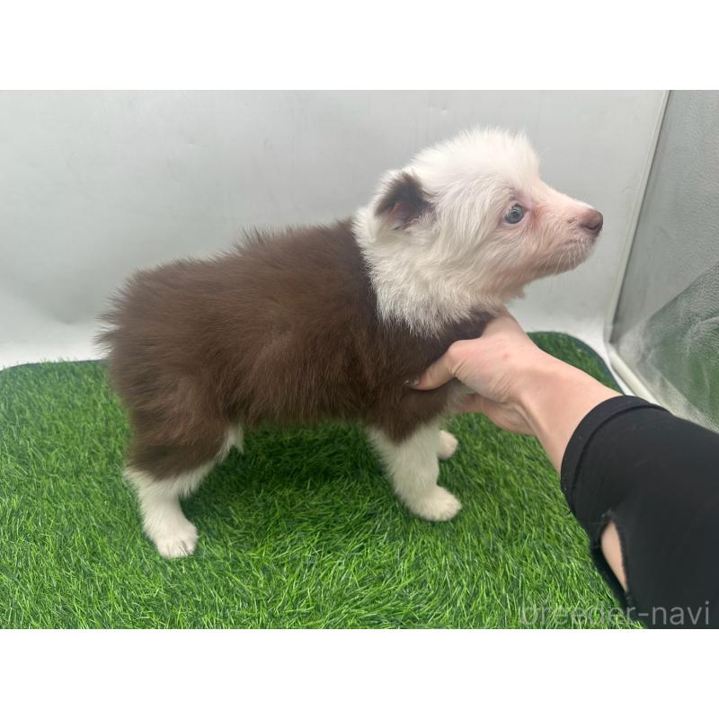 成約済の愛知県のボーダーコリー-437325の7枚目