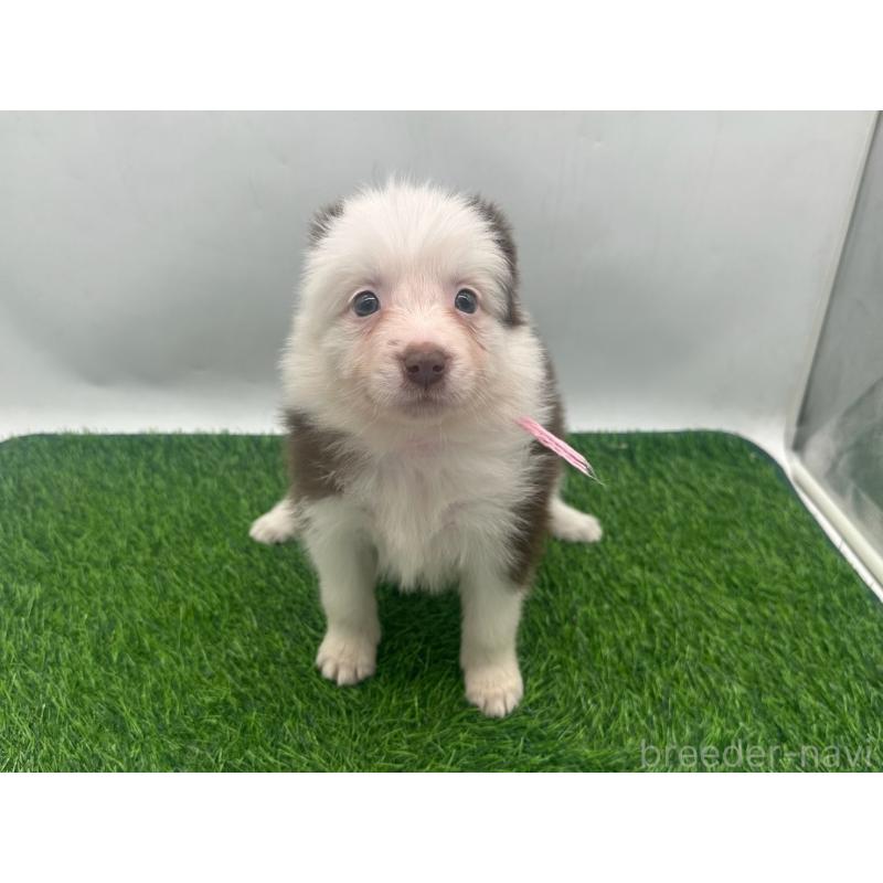 成約済の愛知県のボーダーコリー-437325の6枚目