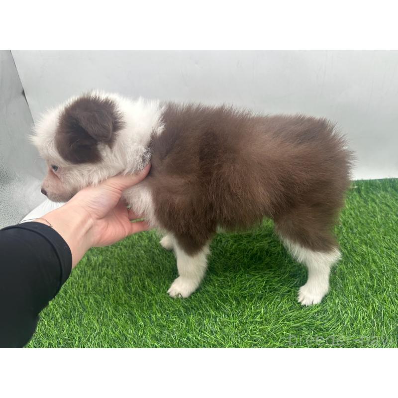 成約済の愛知県のボーダーコリー-437325の5枚目