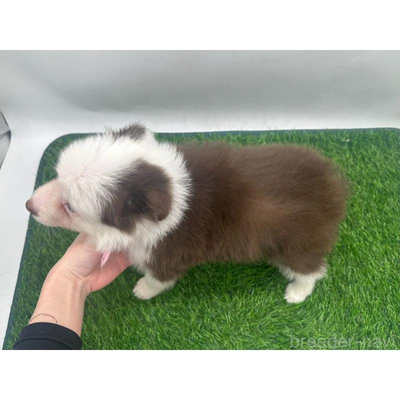 成約済の愛知県のボーダーコリー-437325の4枚目