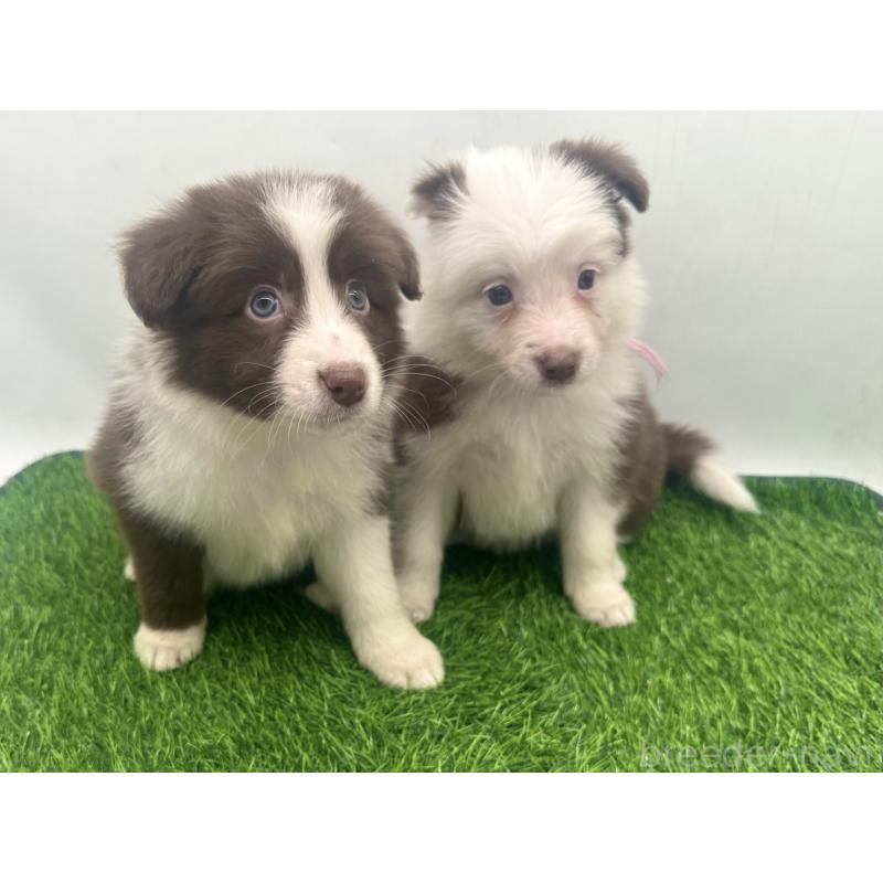 成約済の愛知県のボーダーコリー-437325の2枚目