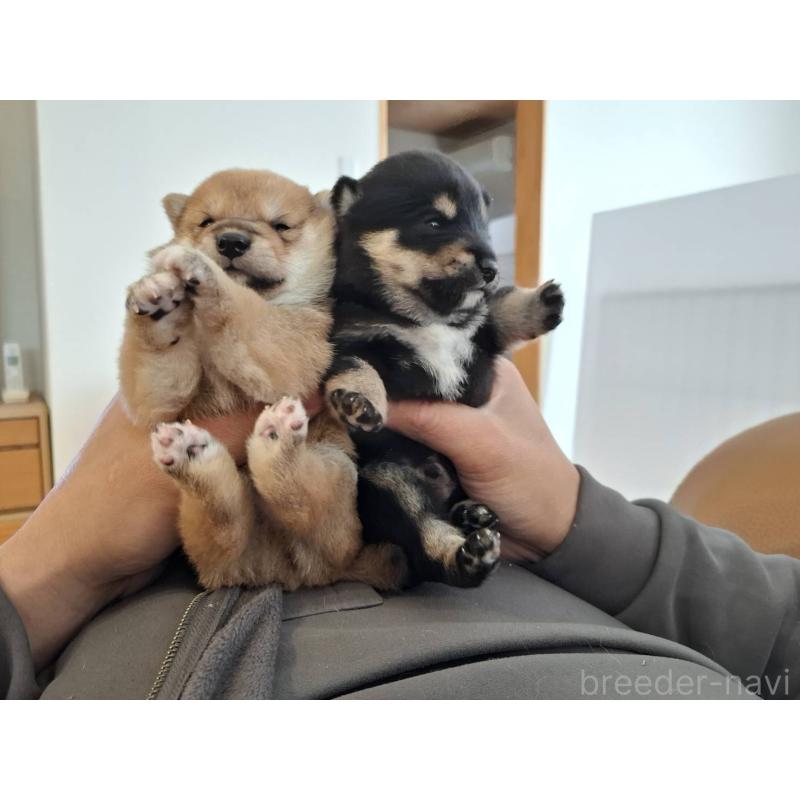 販売中の岡山県の豆柴-441678の2枚目