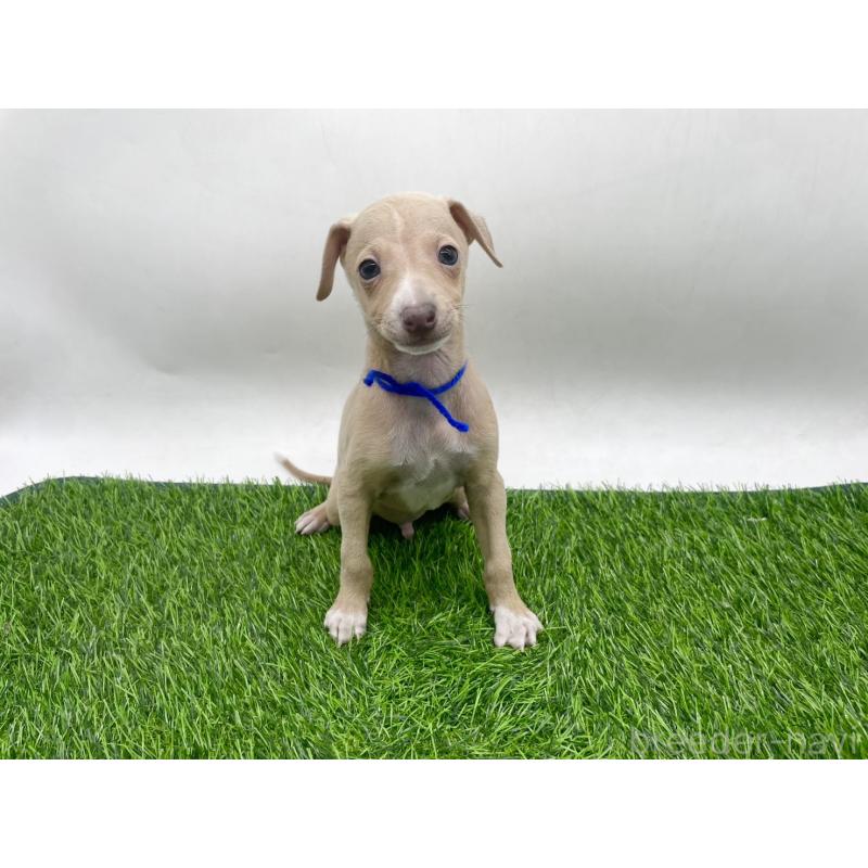 販売中の愛知県のイタリアングレーハウンド(イタグレ)-439899