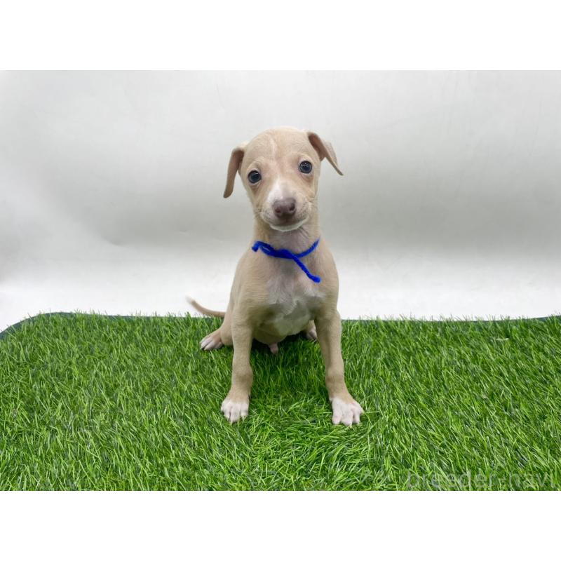 成約済の愛知県のイタリアングレーハウンド(イタグレ)-439899の5枚目