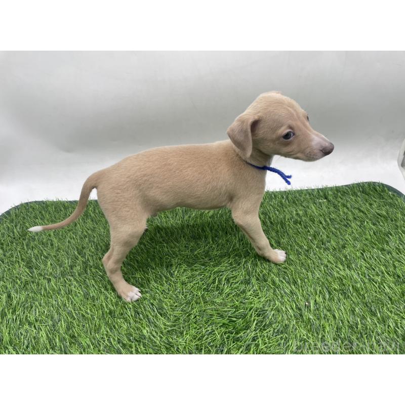 成約済の愛知県のイタリアングレーハウンド(イタグレ)-439899の4枚目