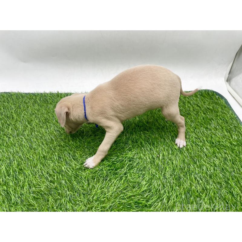 成約済の愛知県のイタリアングレーハウンド(イタグレ)-439899の3枚目