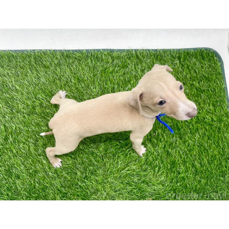 成約済の愛知県のイタリアングレーハウンド(イタグレ)-439899の2枚目