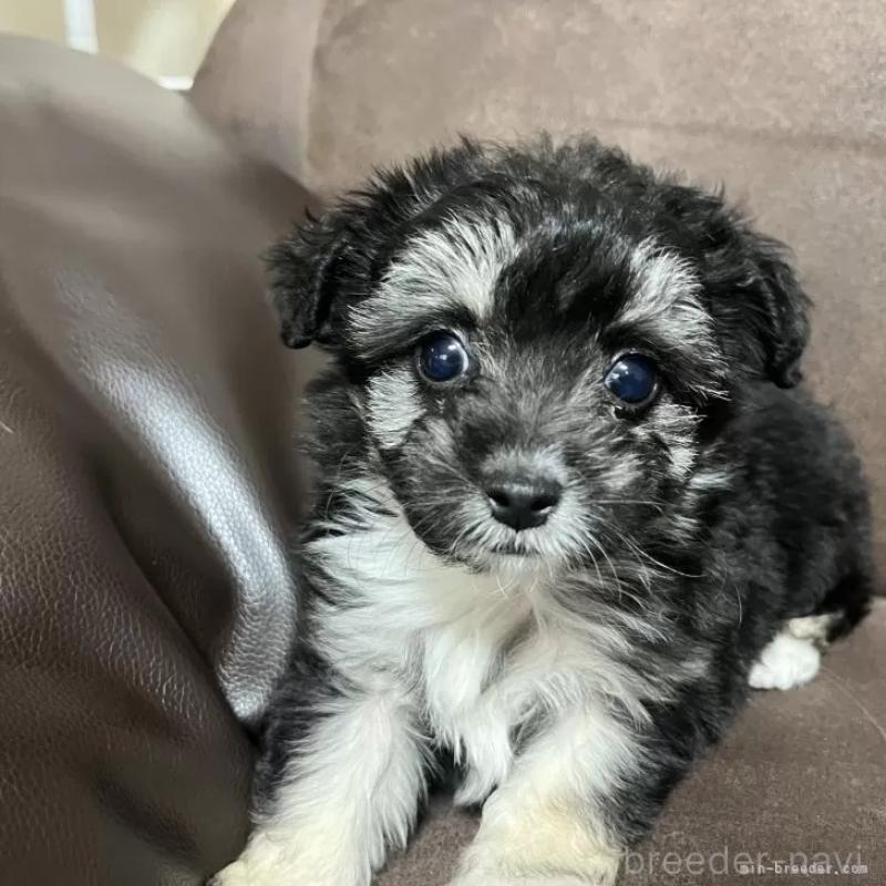 販売中の沖縄県のチワプー:チワワ×トイプードル-441681の2枚目