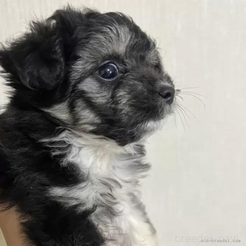 販売中の沖縄県のチワプー:チワワ×トイプードル-441681の3枚目