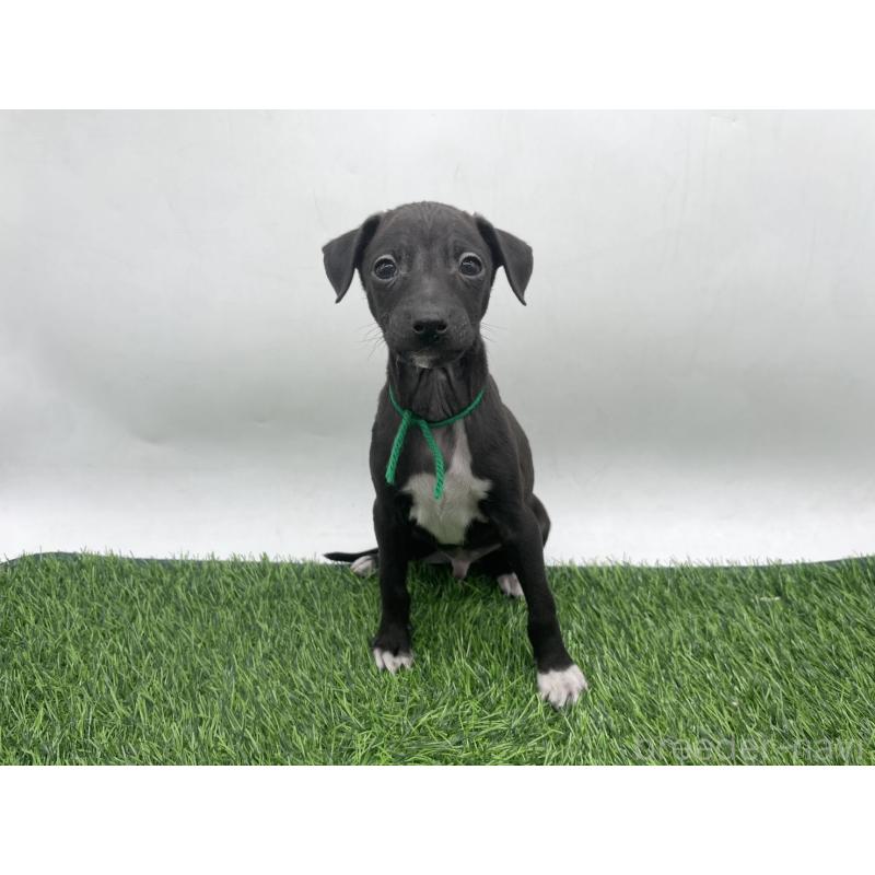 販売中の愛知県のイタリアングレーハウンド(イタグレ)-439896