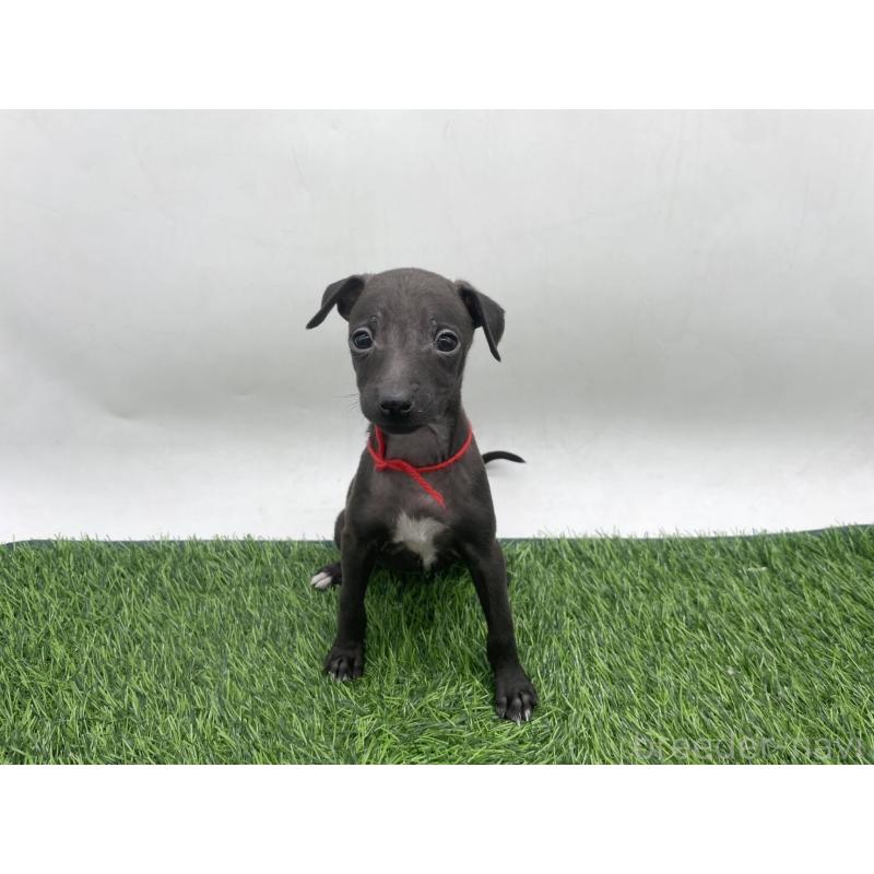 販売中の愛知県のイタリアングレーハウンド(イタグレ)-439898