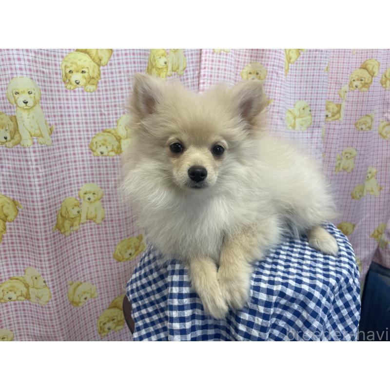 販売中の広島県のポメラニアン-431835の4枚目