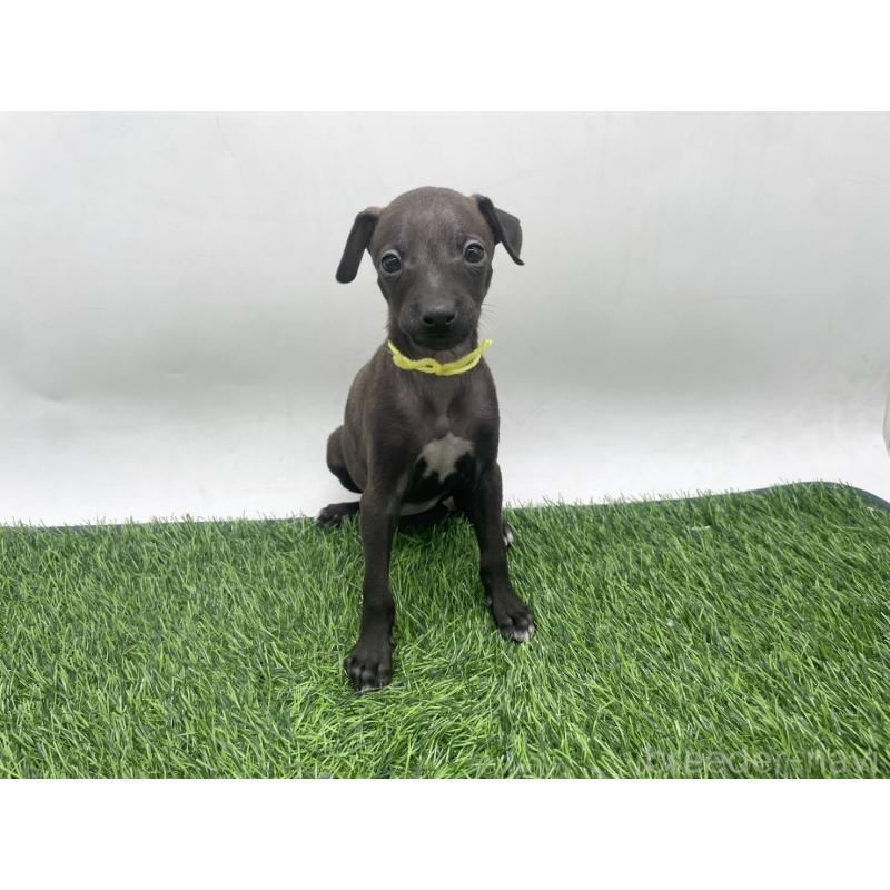 販売中の愛知県のイタリアングレーハウンド(イタグレ)-439897