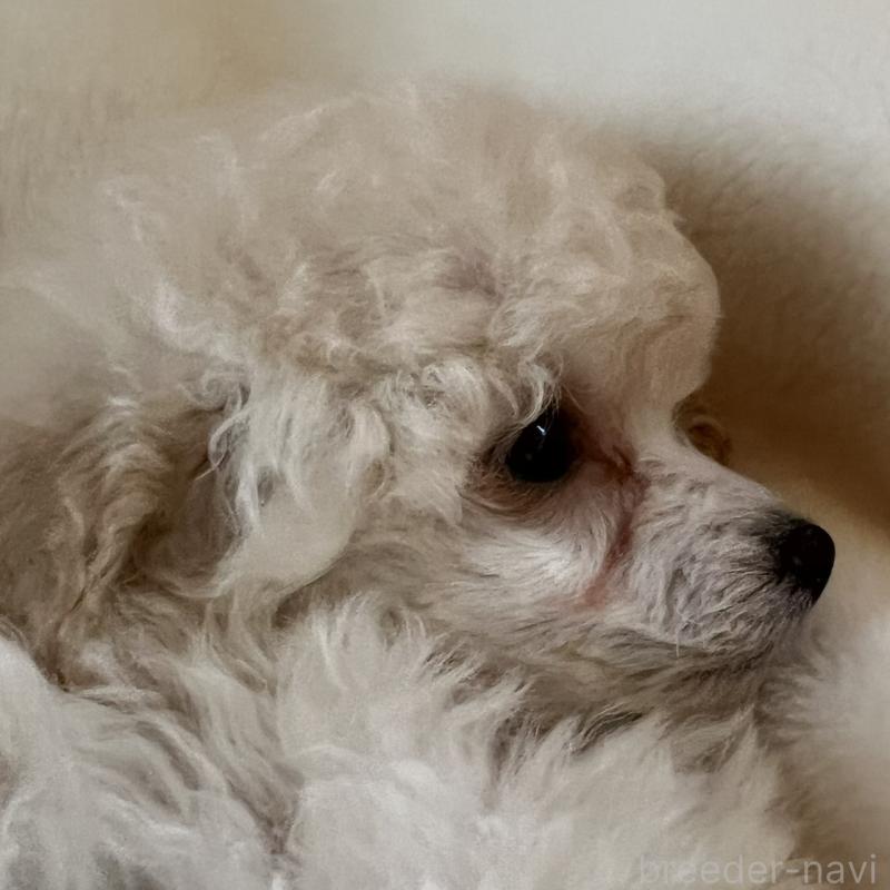 販売中の福岡県のタイニープードル-441680の19枚目