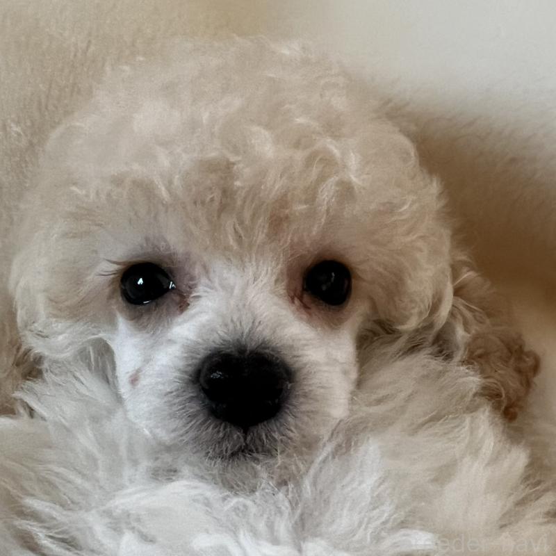 販売中の福岡県のタイニープードル-441680の17枚目