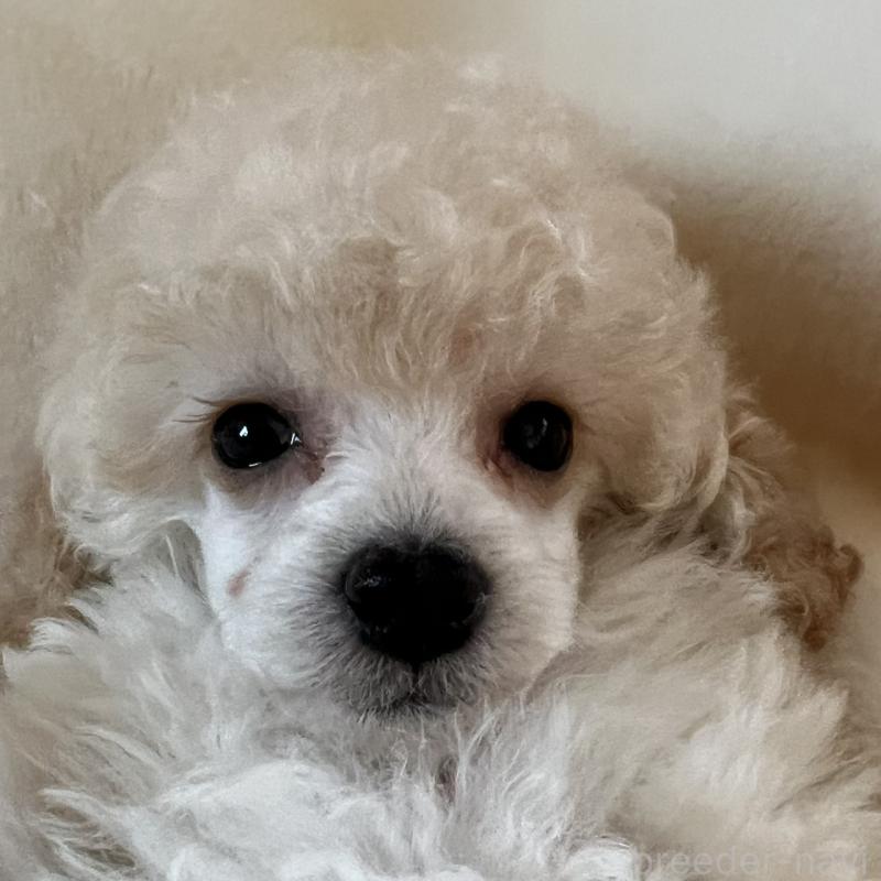 販売中の福岡県のタイニープードル-441680の18枚目