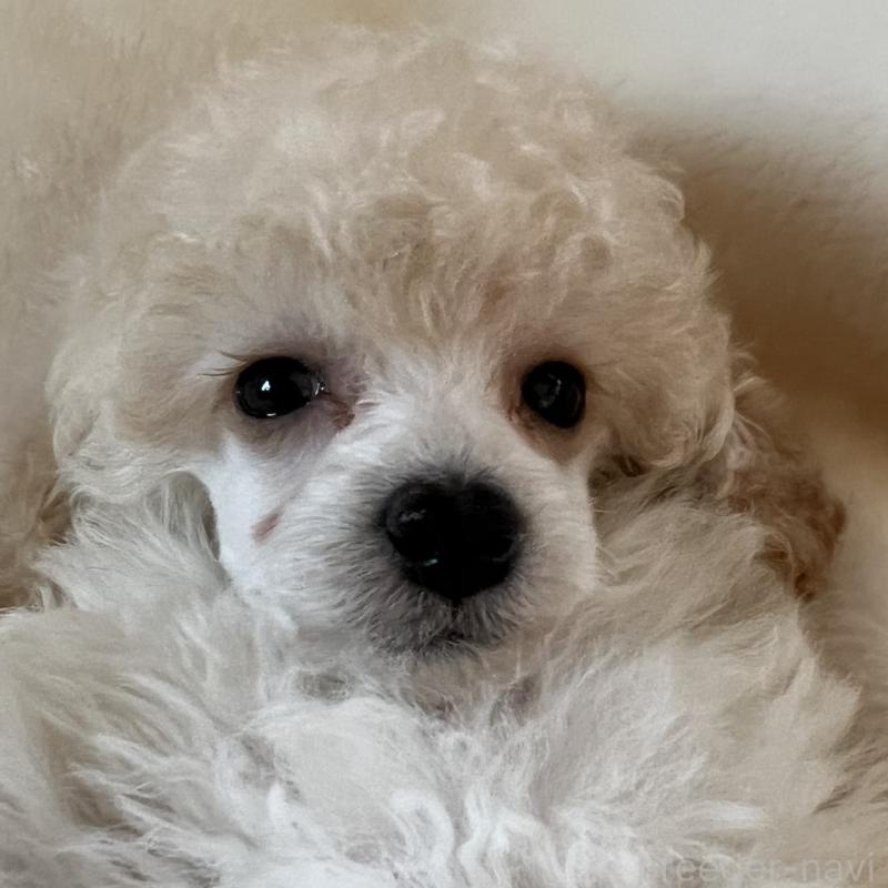 販売中の福岡県のタイニープードル-441680の16枚目