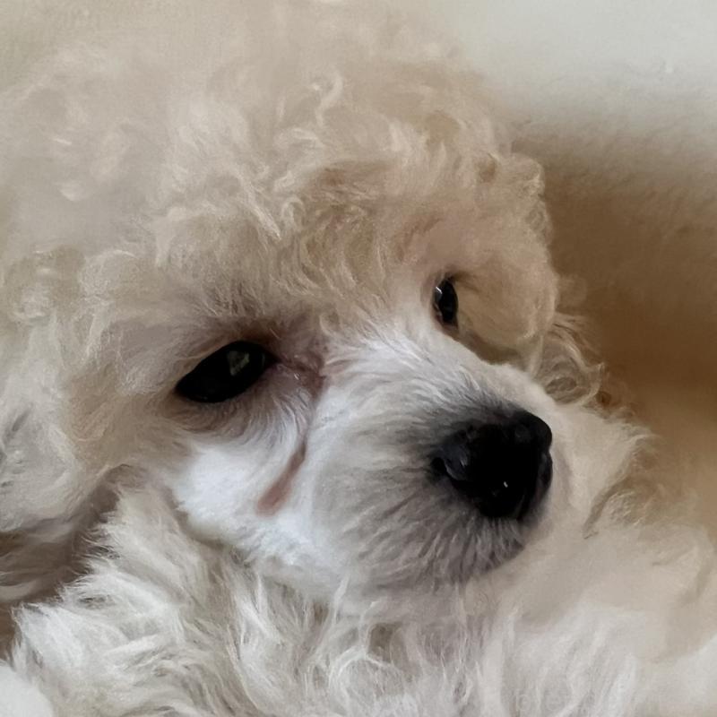 販売中の福岡県のタイニープードル-441680の15枚目