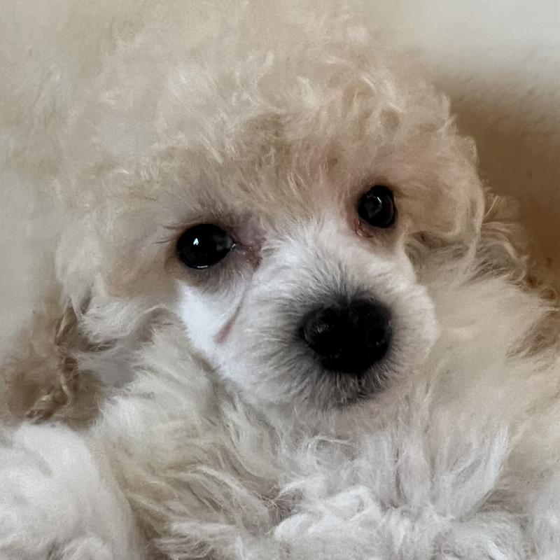 販売中の福岡県のタイニープードル-441680の14枚目