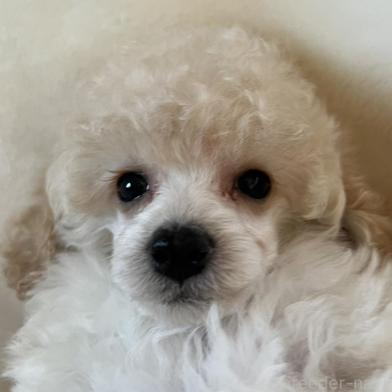 販売中の福岡県のタイニープードル-441680の13枚目