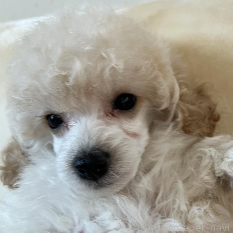 販売中の福岡県のタイニープードル-441680の12枚目