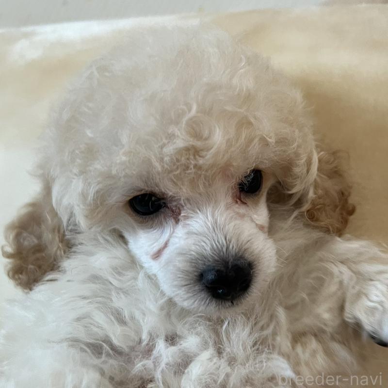 販売中の福岡県のタイニープードル-441680の11枚目
