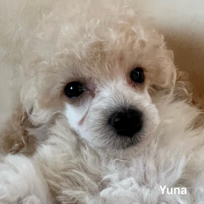 販売中の福岡県のタイニープードル-441680の1枚目