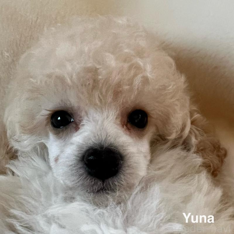 販売中の福岡県のタイニープードル-441680の10枚目