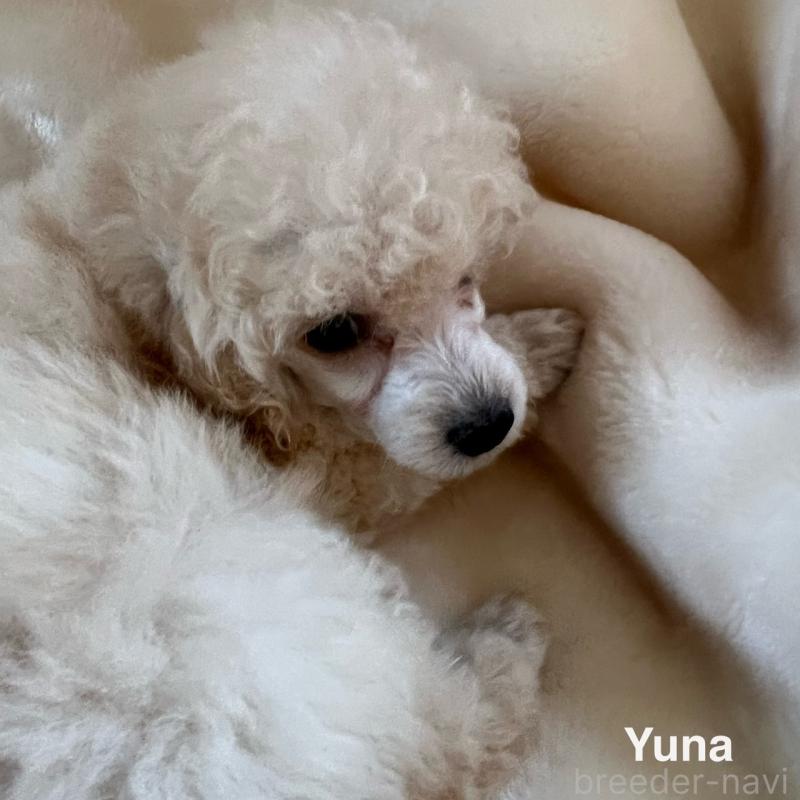 販売中の福岡県のタイニープードル-441680の9枚目