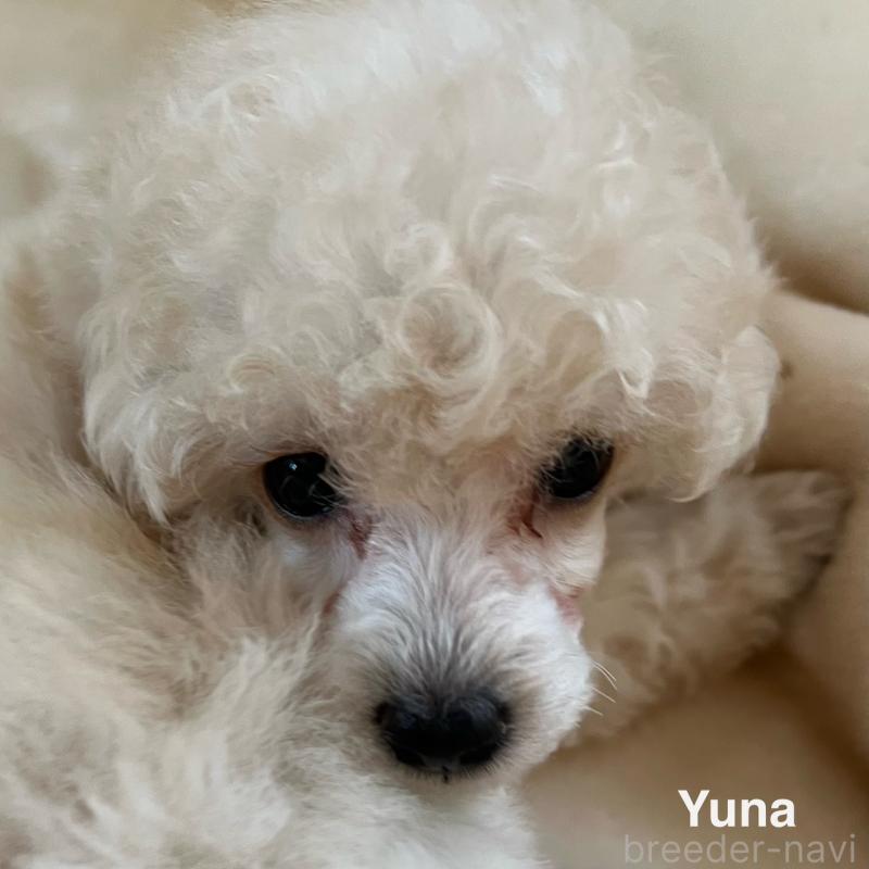 販売中の福岡県のタイニープードル-441680の8枚目
