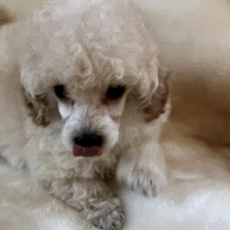 販売中の福岡県のタイニープードル-441680の7枚目