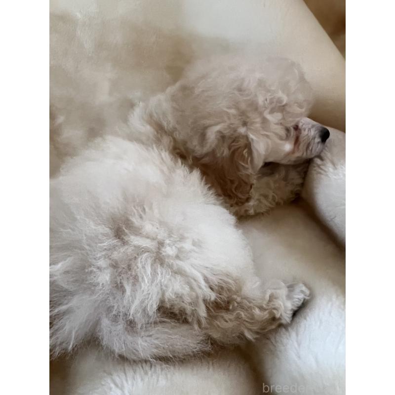 販売中の福岡県のタイニープードル-441680の5枚目