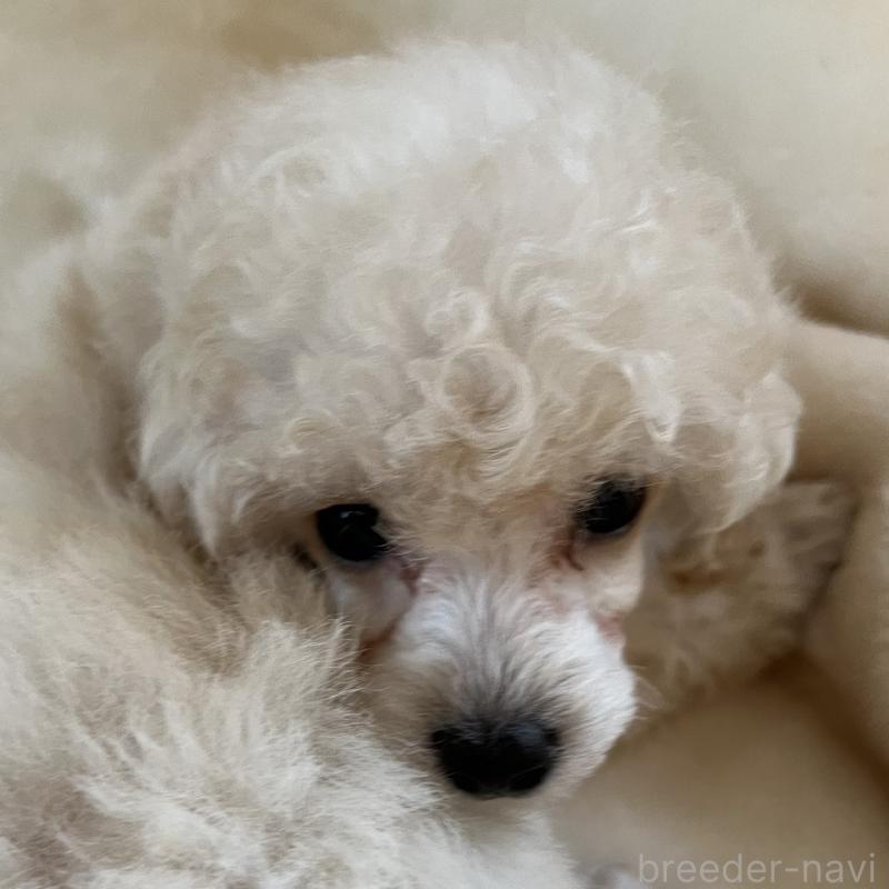 販売中の福岡県のタイニープードル-441680の4枚目