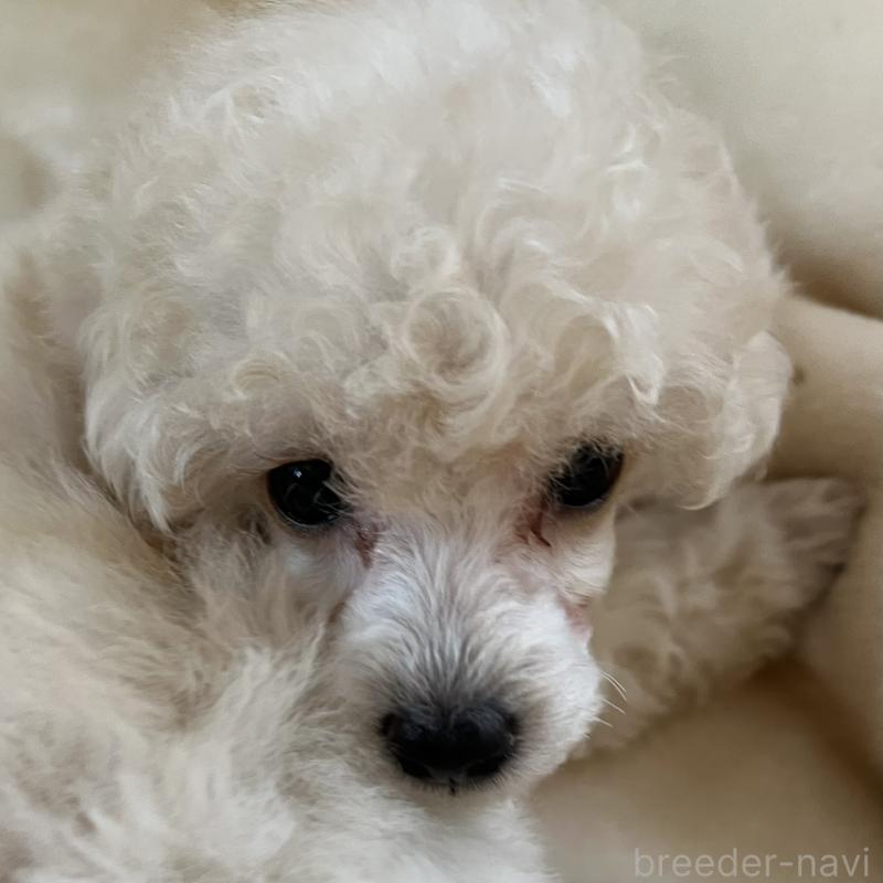 販売中の福岡県のタイニープードル-441680の3枚目