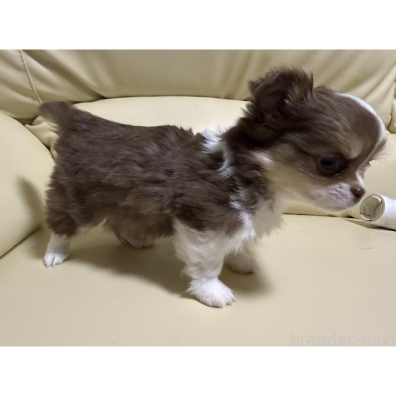 販売中の高知県のチワワ(ロングコート)-441682の4枚目