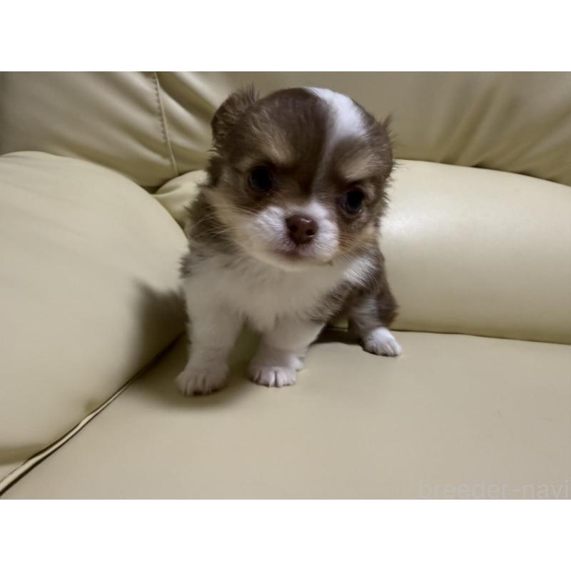 販売中の高知県のチワワ(ロングコート)-441682の2枚目